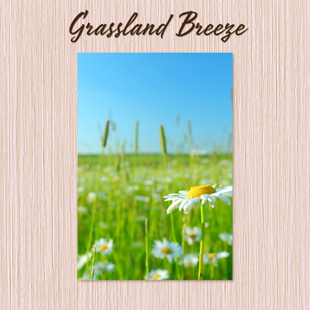 Grassland Breeze 표지
