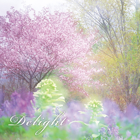 Delight 표지