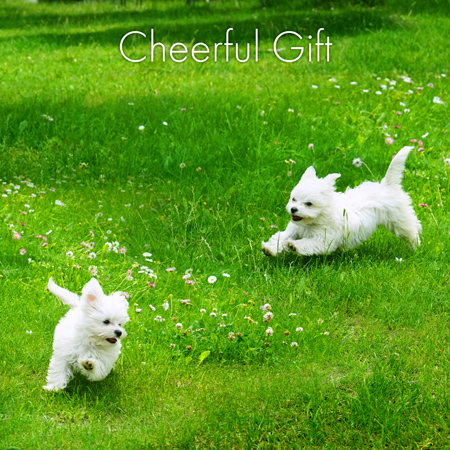 Cheerful Gift 표지