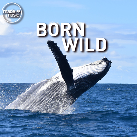 Born Wild 표지